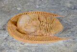 Top Quality, Orange Declivolithus Trilobite - Mecissi, Morocco #170758-1